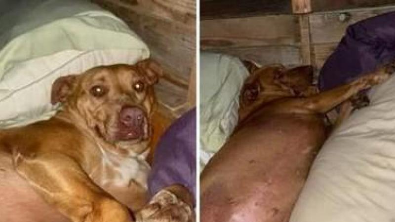 OEPS. Hond breekt in bij Amerikaans koppel en nestelt zich in hun bed terwijl ze slapen