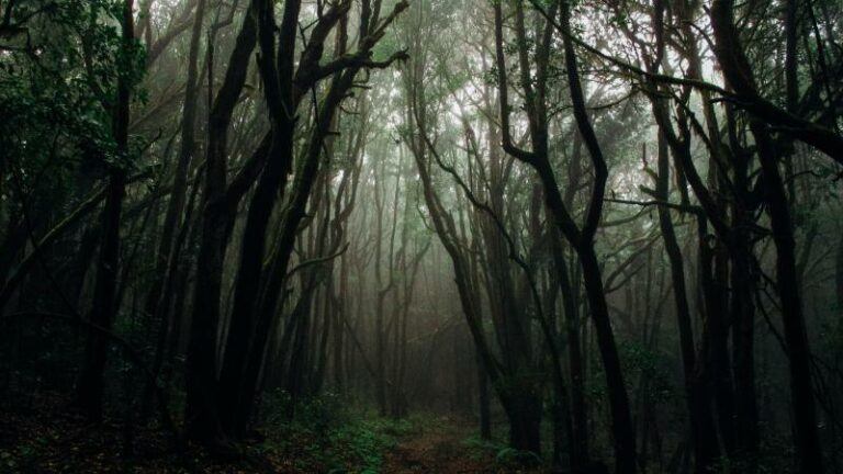 WOW. Chinese wetenschappers ontdekken eeuwenoud oerbos in zinkgat van 190 meter diep (video)