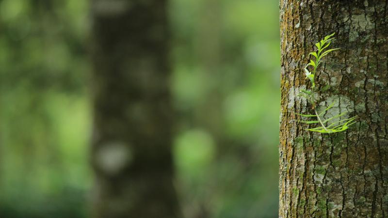 Bodemschimmels kunnen bomen helpen bij klimaatverandering of vervuiling