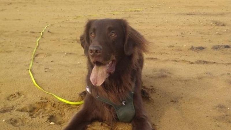 STUDY. Wietse, de hond die naar wolven speurt