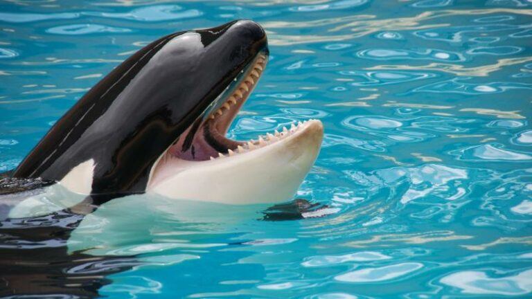 BIZAR. Verdwaalde orka in de Seine gespot