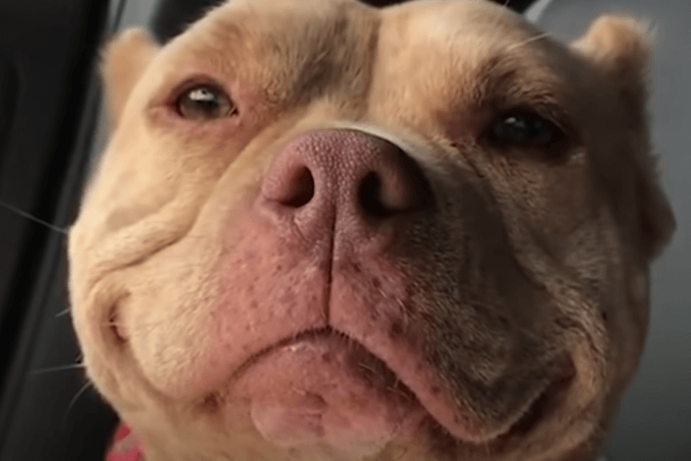Dit moet zowat de gelukkigste hond ter wereld zijn: “Zie ze lachen!” (video)