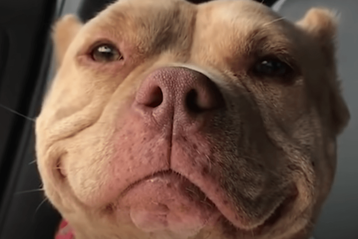 Dit moet zowat de gelukkigste hond ter wereld zijn: “Zie ze lachen!” (video)