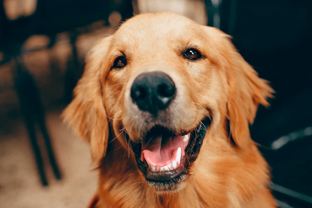 SCHANDALIG! Vrouw eist van haar vriend dat hij zijn gezonde (!) hond laat inslapen