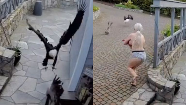 Dame redt gans uit klauwen van agressieve arend TERWIJL ze borstvoeding geeft: “Supermama!” (video)