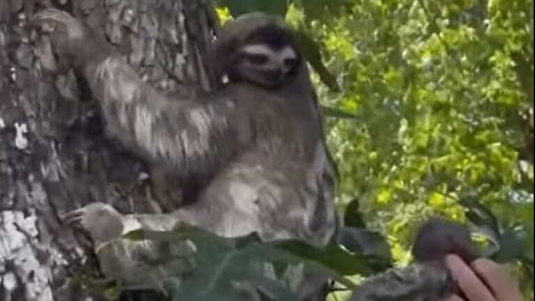 HARTVERWARMEND. Redders vinden huilende baby-luiaard, maar herenigen hem met moeder (video)