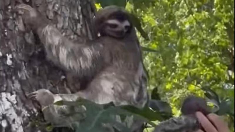 HARTVERWARMEND. Redders vinden huilende baby-luiaard, maar herenigen hem met moeder (video)