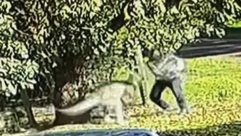 Australiër gaat zes minuten lang duel aan met reuzenkangoeroe: «Het was vechten of sterven»