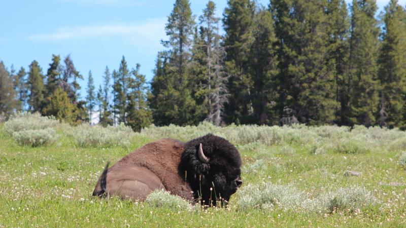 Bizon spietst vrouw in Yellowstone en werpt haar drie meter de lucht in