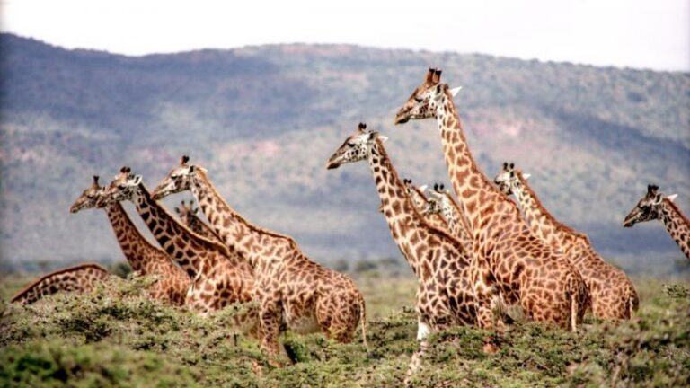 Giraffen hebben niet enkel een lange nek om aan bladeren in de bomen te kunnen peuzelen