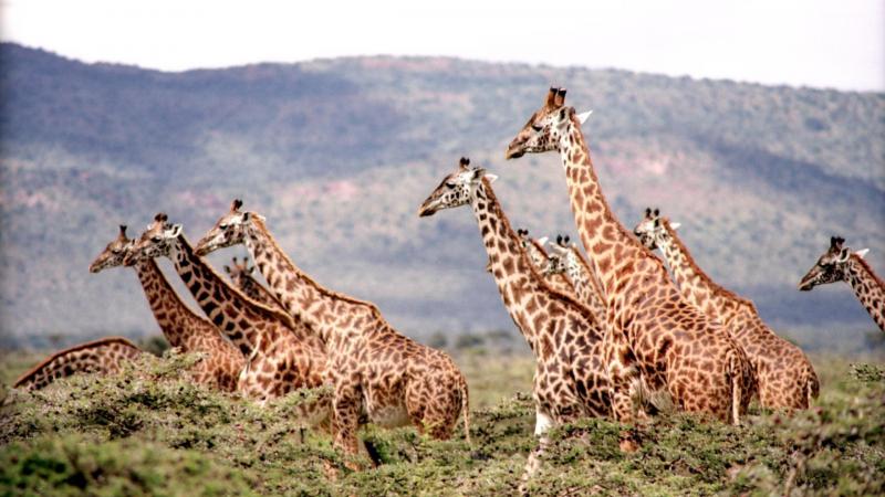 Giraffen hebben niet enkel een lange nek om aan bladeren in de bomen te kunnen peuzelen