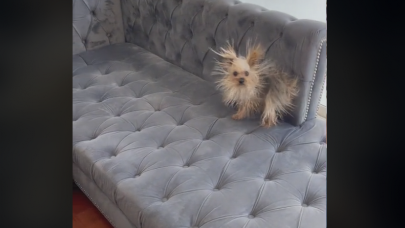 Hondje met ontploft kapsel is ster van het internet: «Ik lach me krom!» (video)