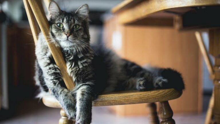 Studie: je kan corona krijgen van je kat