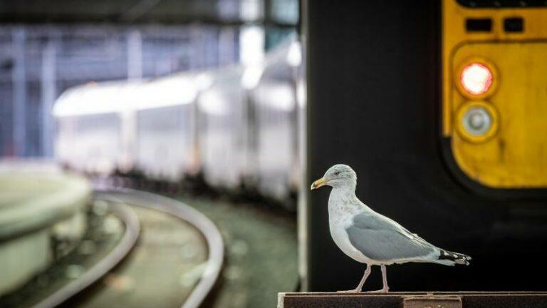 NMBS komt met zomerabonnement voor vaste pendelaars