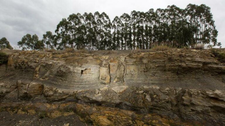 IN BEELD. 290 miljoen jaar oude fossielen van bomen gevonden in Brazilië