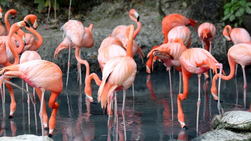 Wanneer zal je sterven? Studie beweert dat ‘flamingotest’ indicatie geeft