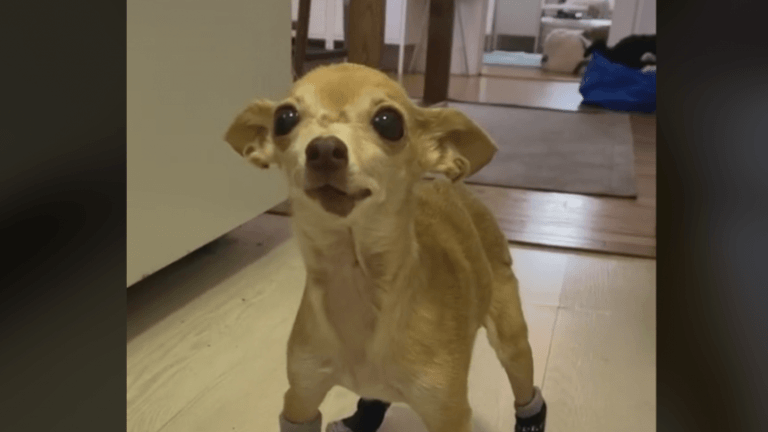 Hondje zit vast op bijzondere plek: «Daar laten we haar nooit meer mee alleen!» (video)