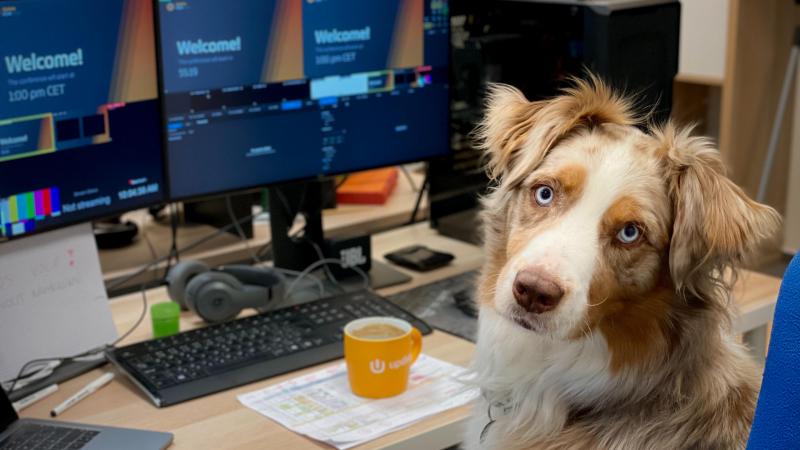 Bring your Dog to Work Day: is een kantoorhond een must?