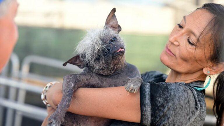 Dit is officieel de lelijkste hond ter wereld