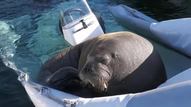 OEPS. Relaxte walrus ‘Freya’ doet Noorse boot zinken (video)