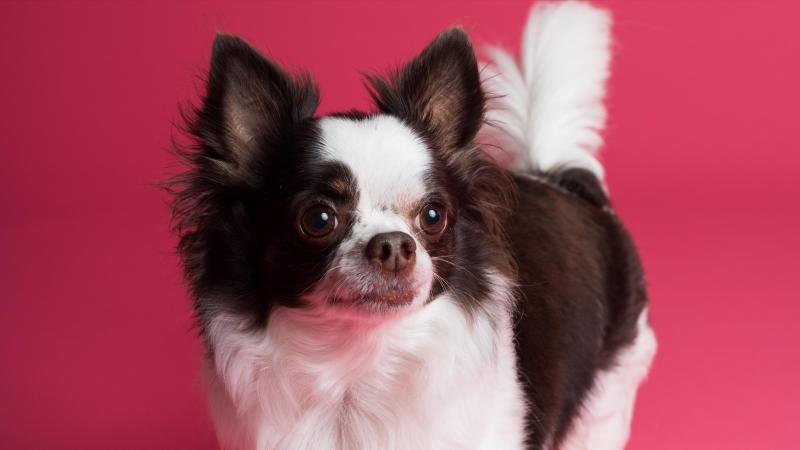 Gucci brengt allereerste collectie voor huisdieren uit, inclusief dierenbedje van 6.500 euro