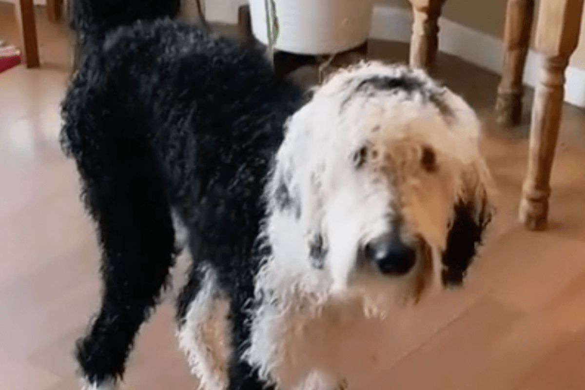 “Pratende” hond op TikTok heeft ondertussen al meer dan 7,4 miljoen (!) volgers (video’s)