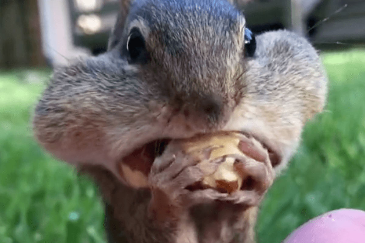 Ongetwijfeld het schattigste filmpje van de dag: “Oh mijn God, zo lief!” (video)