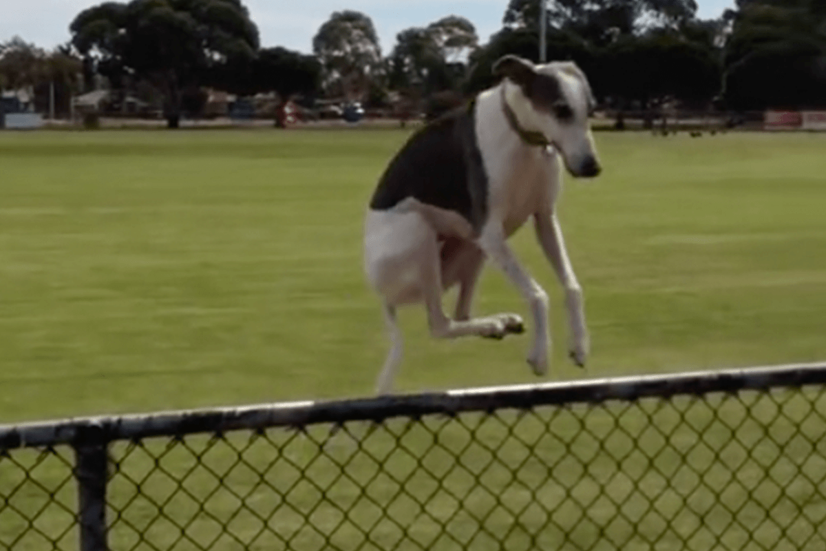 Springende honden zijn een sensatie op TikTok: “Die laatste is net een helikopter!” (video)