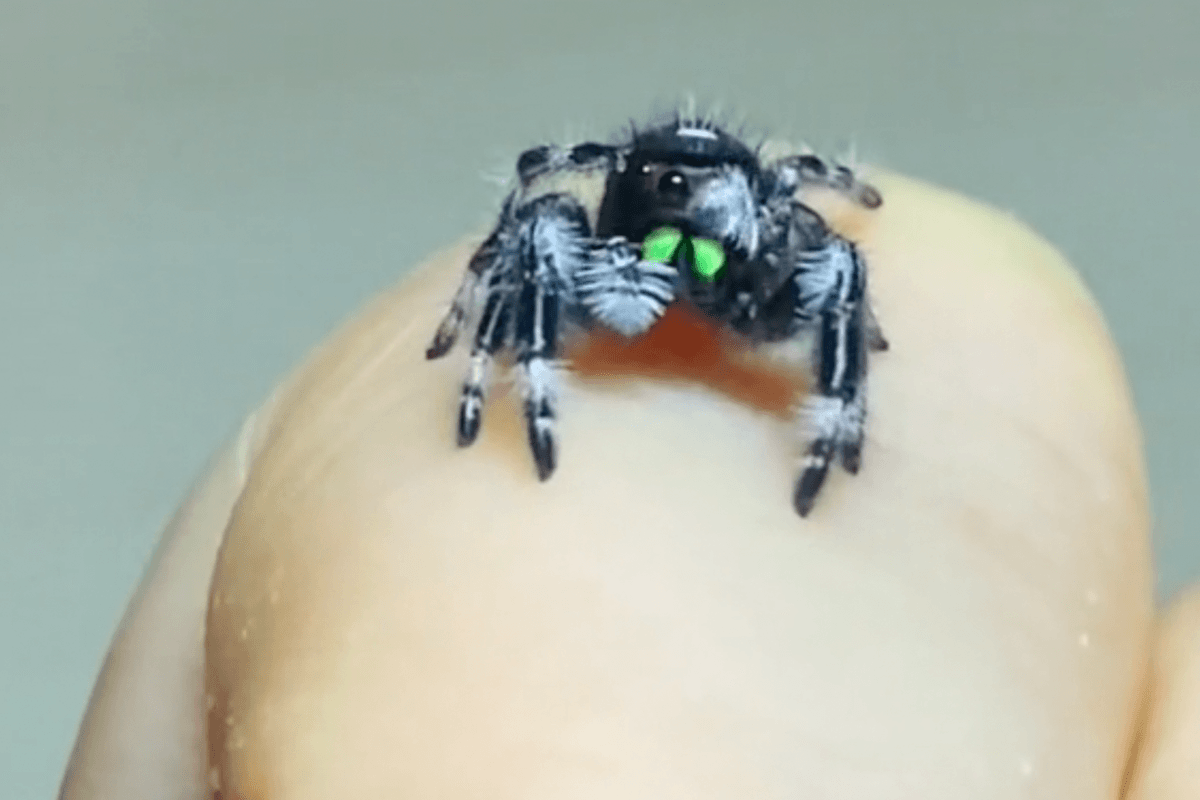 Vrouw wordt beste vrienden met misschien wel het schattigste spinnetje ter wereld! (video)