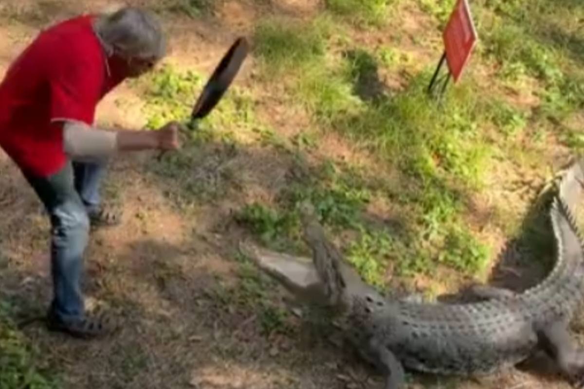 Man wordt aangevallen door krokodil. Zijn reactie? Een stevige slag met een PAN! (video)