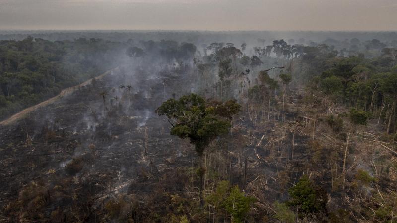 Recordoppervlakte Amazonewoud ontbost tijdens eerste helft van het jaar