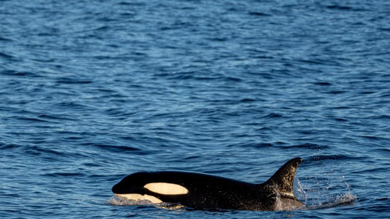 TRIEST. In Seine verdwaalde orka is mogelijk verhongerd omdat hij zich eenzaam voelde