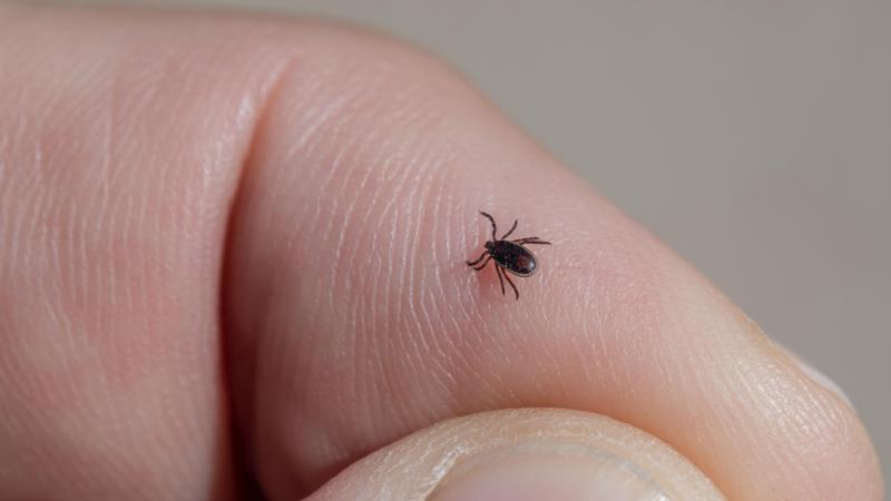 Eerste Hulp Bij Tekenbeten: zo ga je te werk