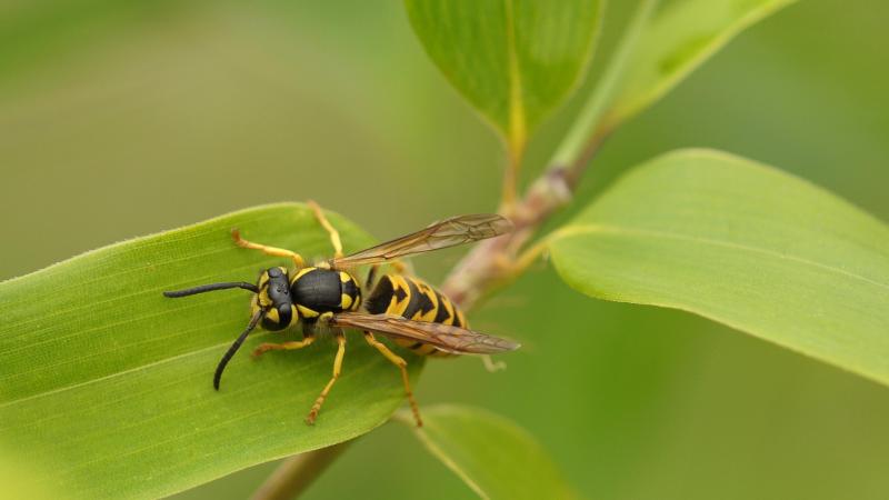 SOS WESPEN. Wat doe je bij wespensteek? En wanneer moet je naar de spoed?