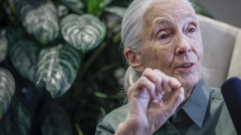 Jane Goodall krijgt eigen Barbiepop om jonge meisjes mee te inspireren