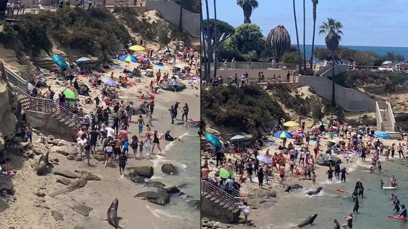 OEPS. Zeeleeuwen jagen toeristen weg van strand in virale video: «Hun verdiende loon»