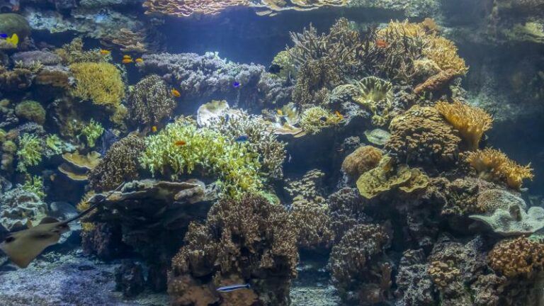 Experts waarschuwen: «Bosbranden vormen ook gevaar voor leven in oceaan»