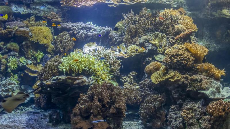 Experts waarschuwen: «Bosbranden vormen ook gevaar voor leven in oceaan»