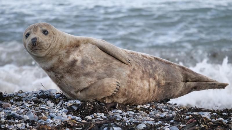 Dubbel zo veel dode zeehonden aangespoeld op Belgische kusten in 2021