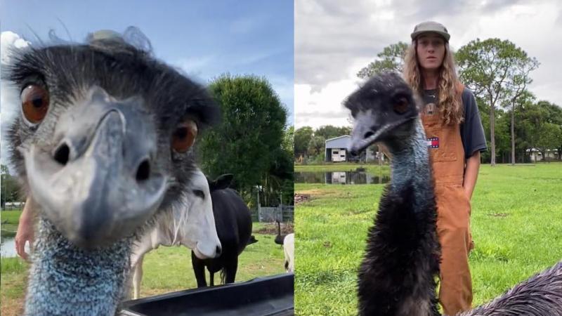 Hilarische video van de koppige emoe Emmanuel gaat viraal: «Doe het niet, Emmanuel, stop daarmee!»