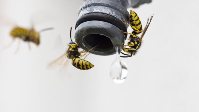 OH NEE. Grootste wesp van Europa waargenomen in België