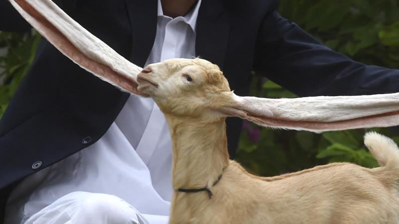 Heeft deze geit de langste oren ter wereld?