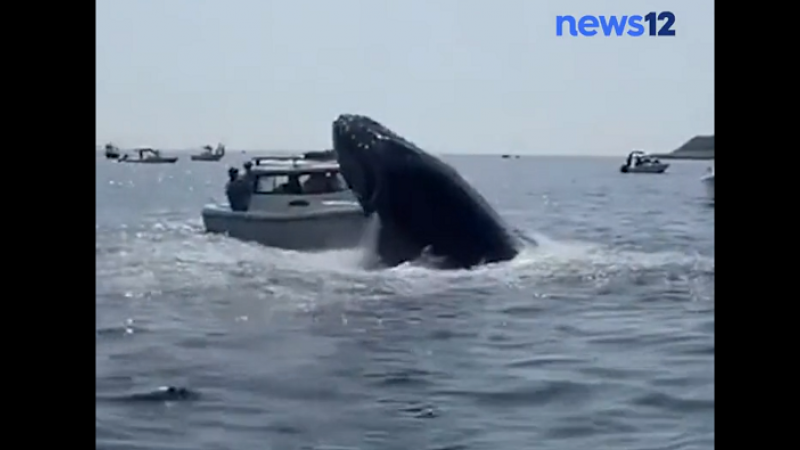 Eng! Walvis springt uit water en knalt op boot (video)
