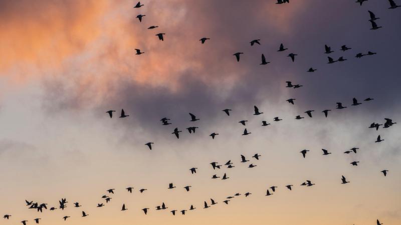Dit zeldzame dier kreeg voor tweede jaar op rij baby in België (video)