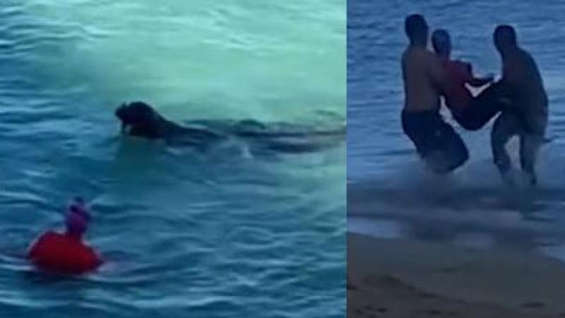 AI. Zeehond valt vrouw aan nadat ze te dichtbij haar jong zwom: «Geef haar zware boete» (video)