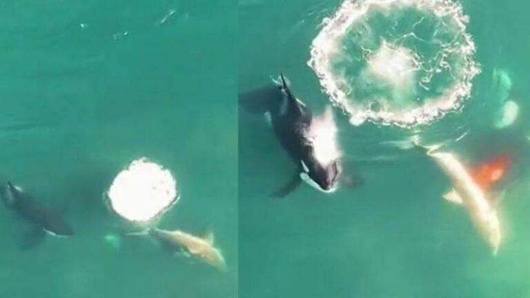 WOW. Ongeziene beelden tonen hoe orka witte haai verslindt (video)