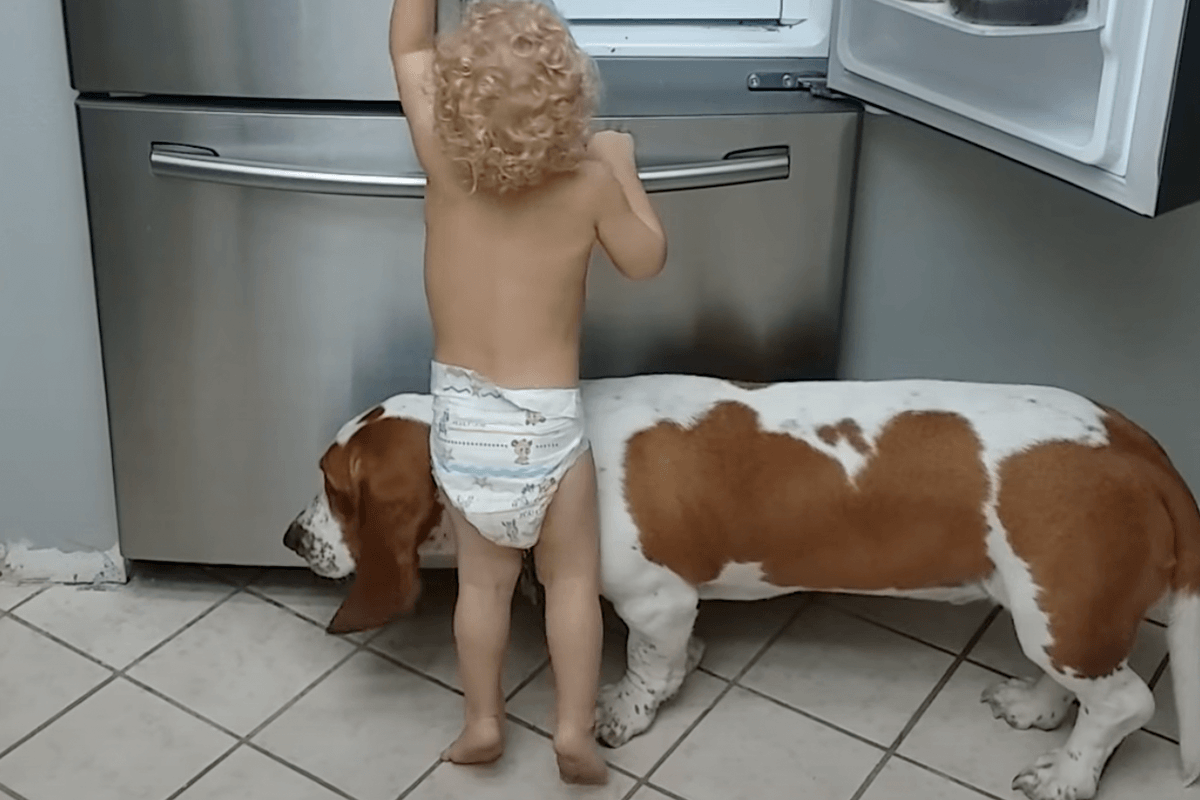 Peuter schakelt hond in om samen de koelkast te ‘beroven’: “Zo schattig!” (video)