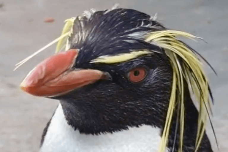 Deze jolige rotspinguïns zorgen met z’n allen voor een glimlach (video)