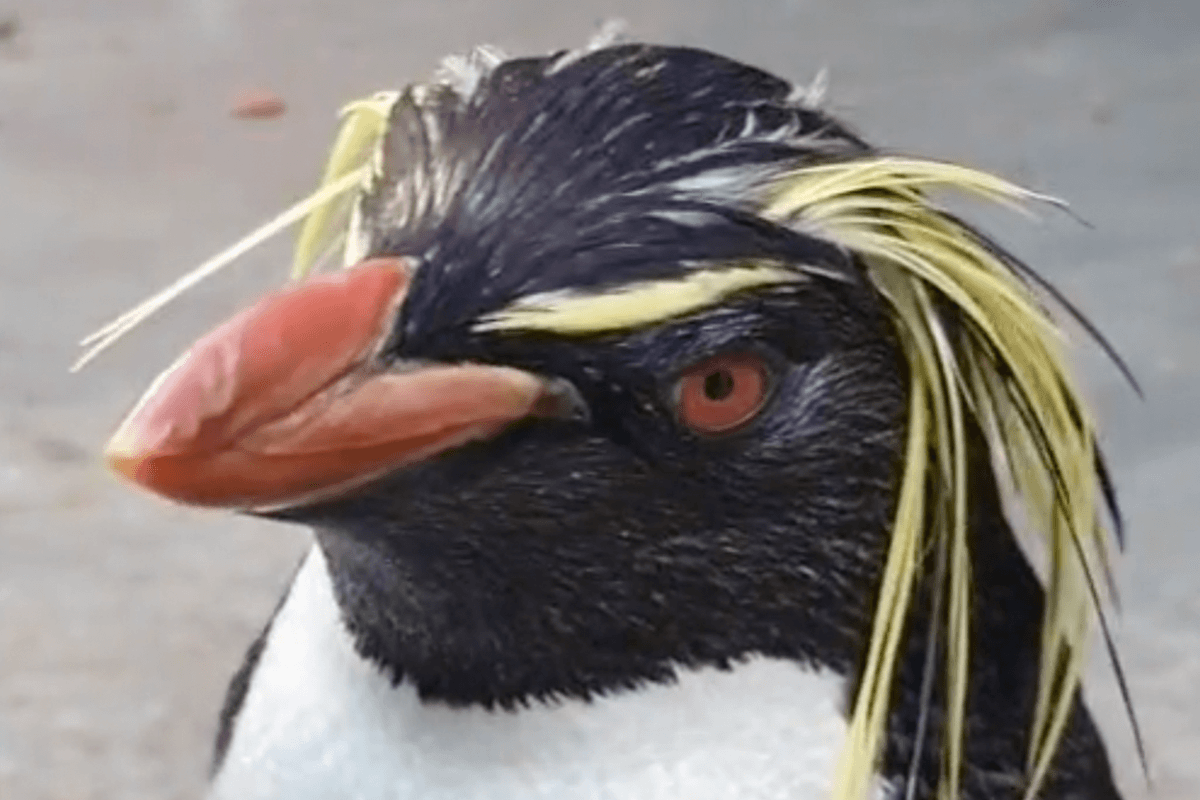 Deze jolige rotspinguïns zorgen met z’n allen voor een glimlach (video)