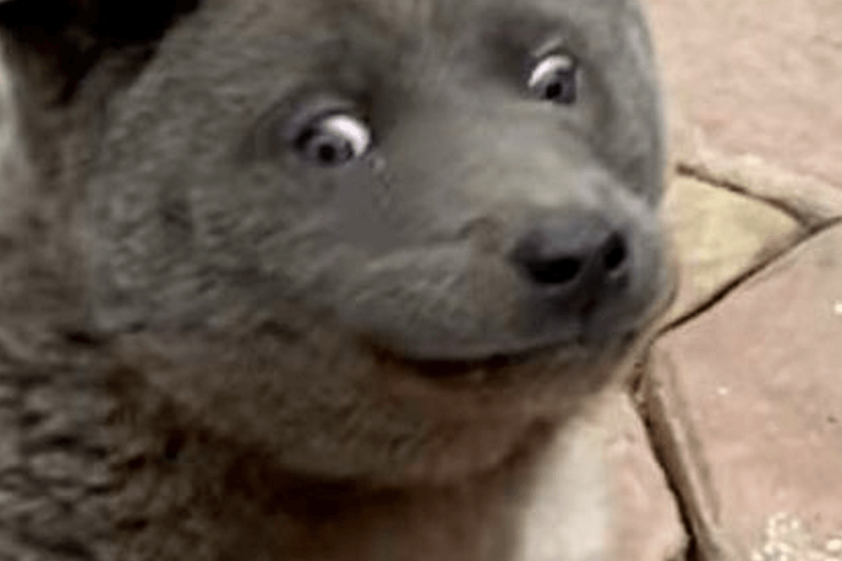 Mensen van over de hele wereld reageren verbaasd op zeldzame hond: “Lijkt wel een kat!” (video/foto)